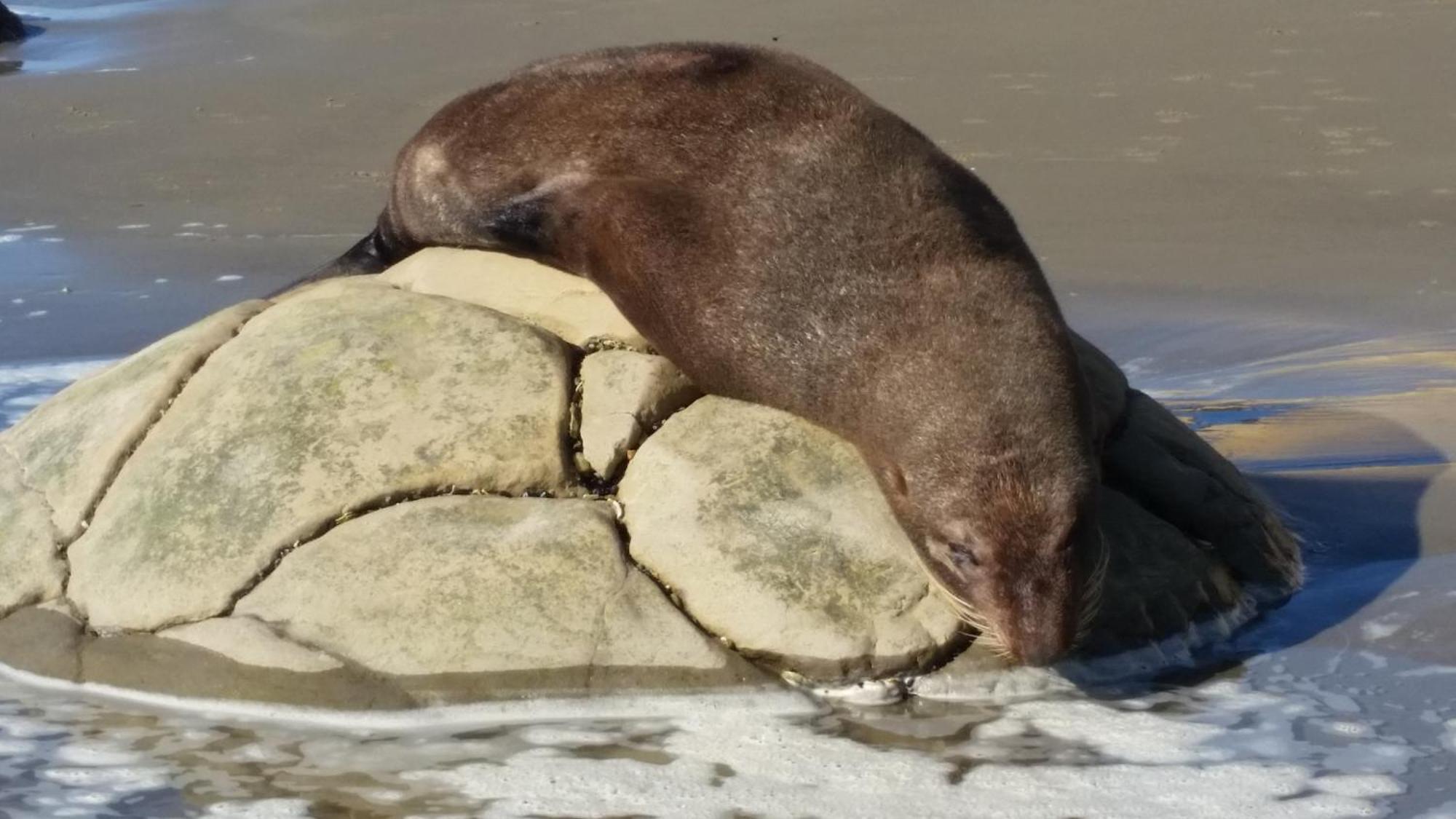 Moeraki Boulders Motel Hampden 외부 사진